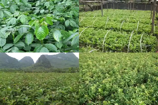 庭院栽种桂花要注意什么1683594364864