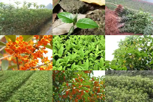 庭院栽种桂花要注意什么1683594364912