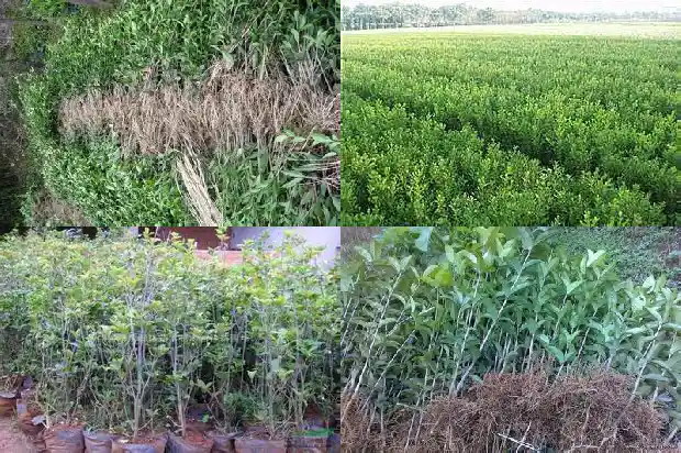 庭院栽种桂花要注意什么1683594364959