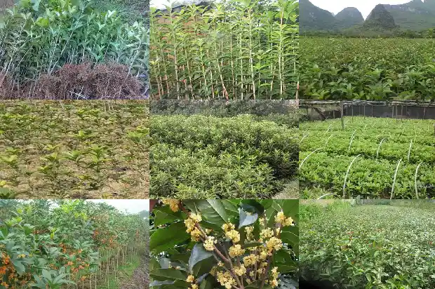 自家庭院栽哪种桂花树比较好1683594386525
