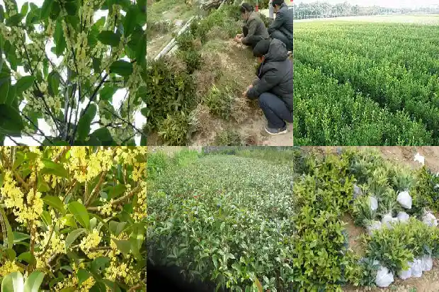 自家庭院栽哪种桂花树比较好1683594386621