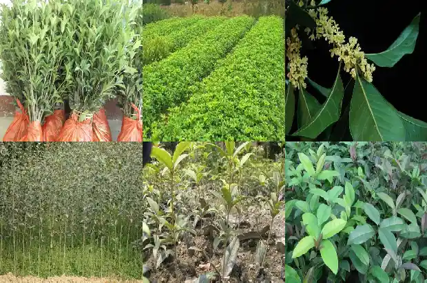 自家庭院栽哪种桂花树比较好1683594386668