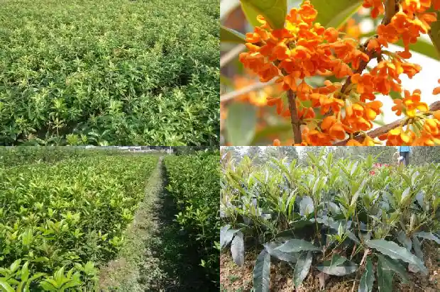 在庭院中种什么品种桂花树最好1683594408989