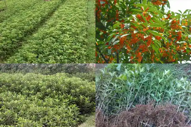 在庭院中种什么品种桂花树最好1683594409035