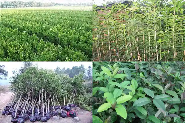 在庭院中种什么品种桂花树最好1683594409083