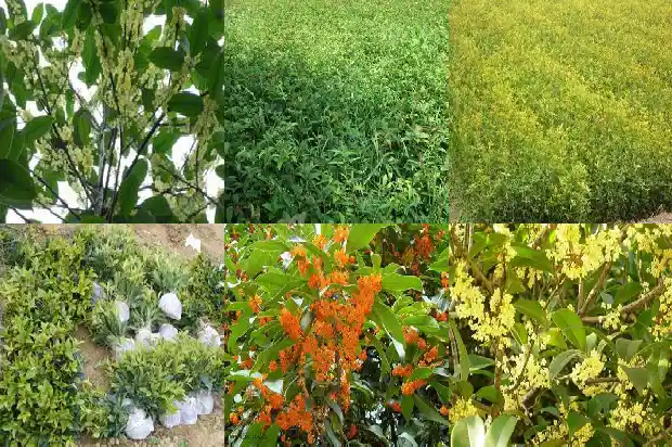 桂花树秋季可以剪枝吗1683594432744