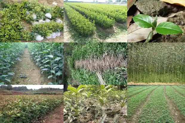 桂花树秋季可以剪枝吗1683594432792