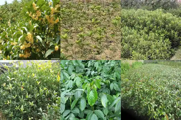 桂花树秋季可以剪枝吗1683594432840