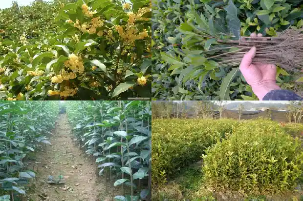 桂花树秋季可以剪枝吗1683594432887