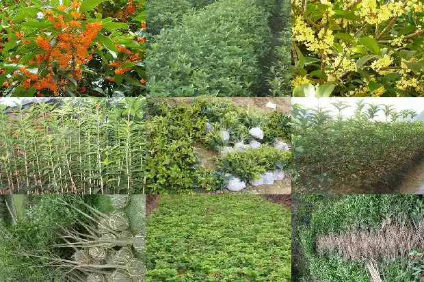 桂花树什么时间拉枝好1683594451982