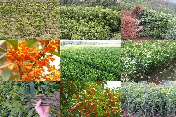 桂花什么时候拉枝最好1683594473454