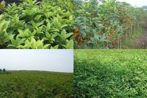 桂花树什么时候修剪枝叶1683594494959