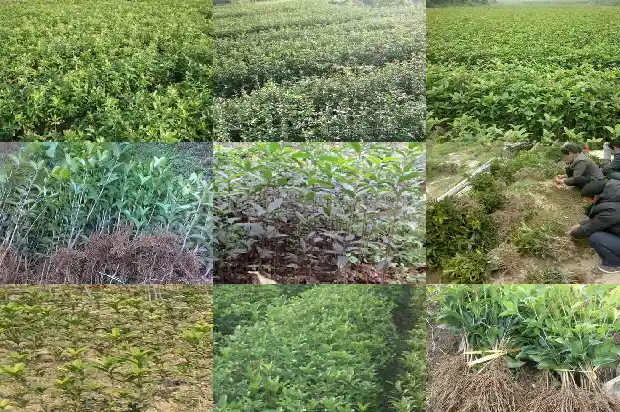 桂花树叶什么样1688792577393