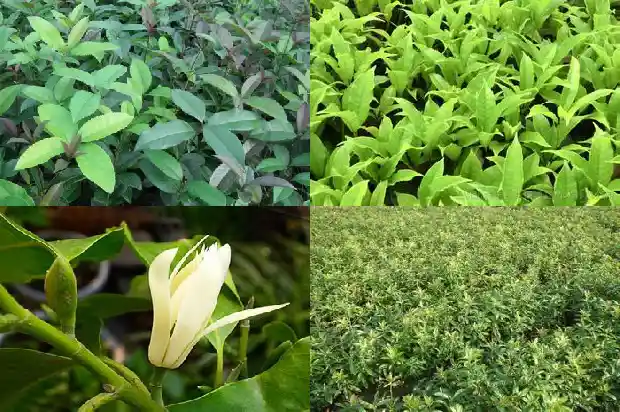桂花树什么时候修剪好1683594517011