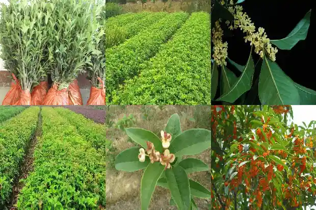 桂花树什么时候修剪好1683594517059