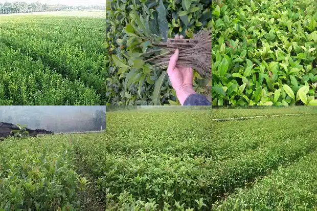 桂花树什么时候修剪好1683594517154