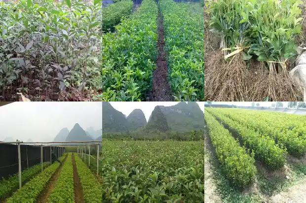 桂花树枝什么时候能剪了1683594539350
