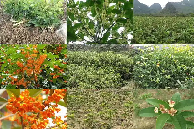 桂花树什么时候剪枝怎么剪1683594558801