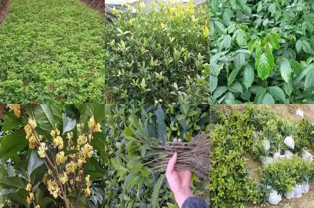 桂花树什么时候剪枝怎么剪1683594558849