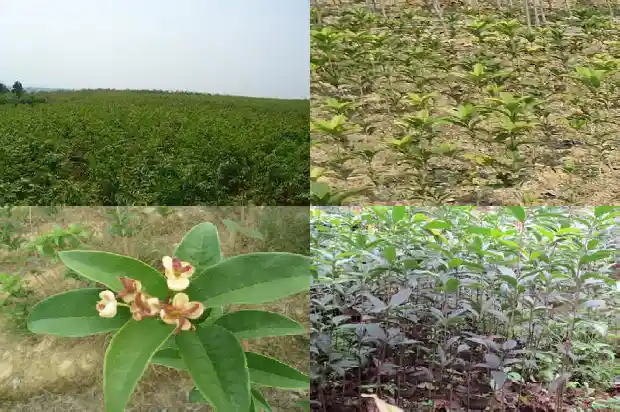 十二公分桂花树能卖多少钱一棵1683594607170