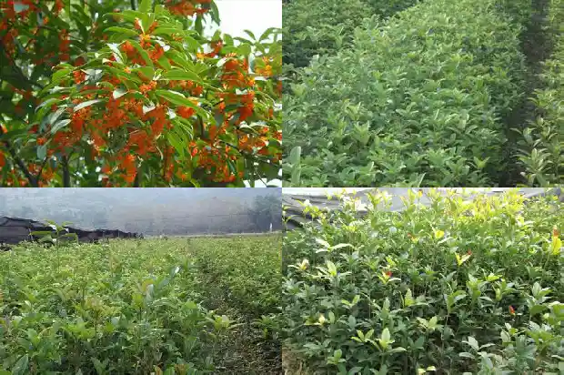 十二公分桂花树能卖多少钱一棵1683594607314