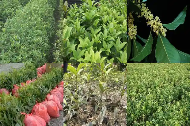 2公分的桂花树需几年才能结果呢1683594629140