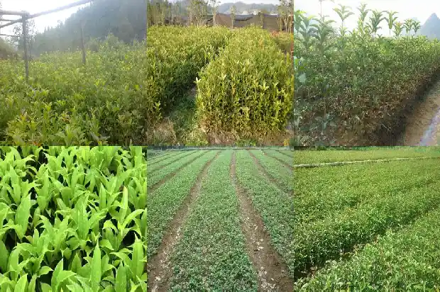 2公分的桂花树需几年才能结果呢1683594629236