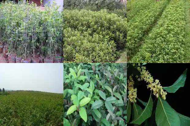 2公分的桂花树需几年才能结果实1683594650950