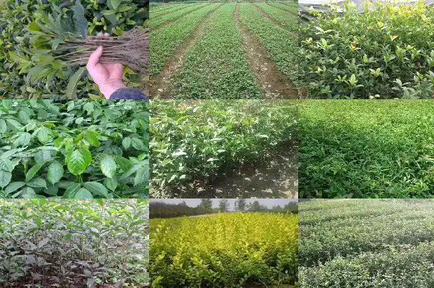 十五公分桂花树长茂盛了吗1683594670622