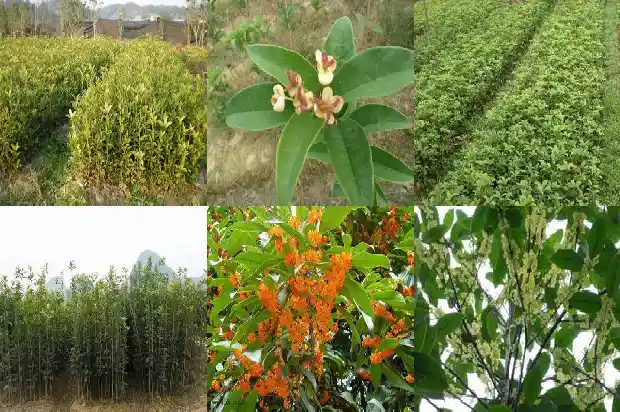 十五公分桂花树长茂盛了吗1683594670670