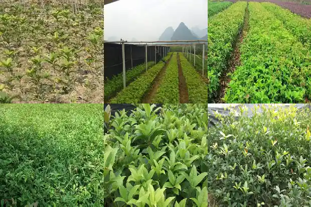 桂花要怎么泡茶1689577074004