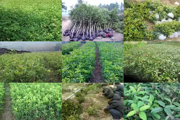 15公分桂花树要长多久才能结果呢1683594690597