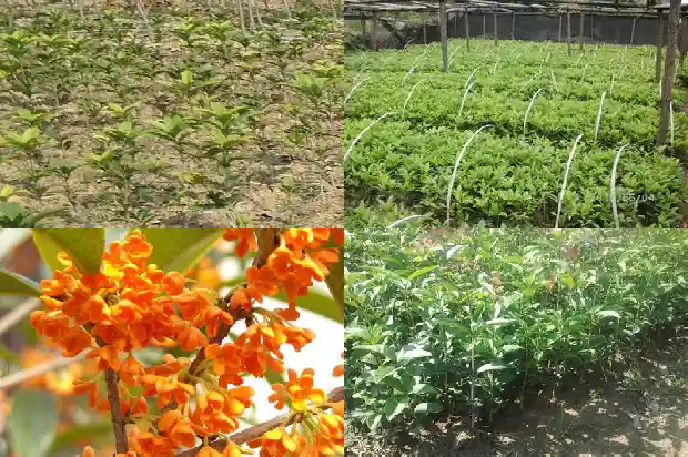 15公分桂花树要长多久才能开花呢1683594706144