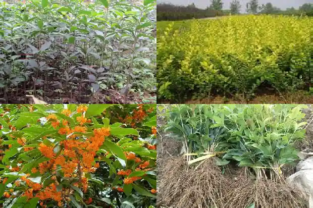 桂花木材价格行情走势1683594746349