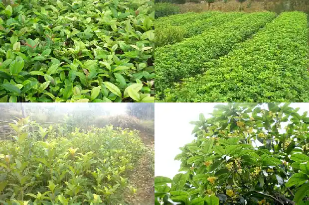桂花木材价格行情走势1683594746396