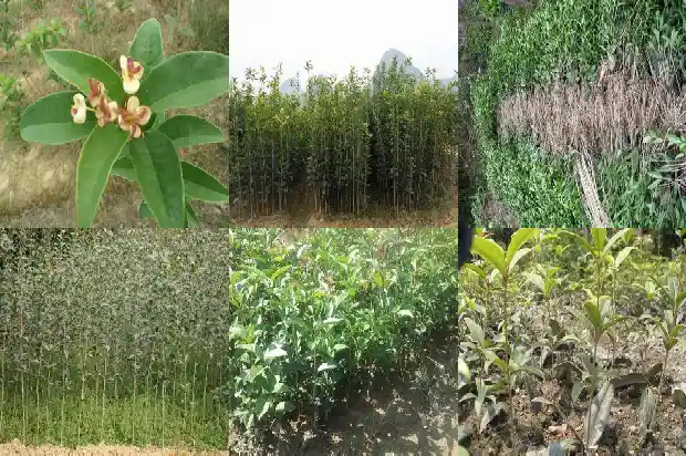 桂花木化石值钱吗知乎1683594779386