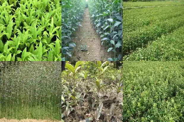 桂花每个月都开是怎么回事1688861395498