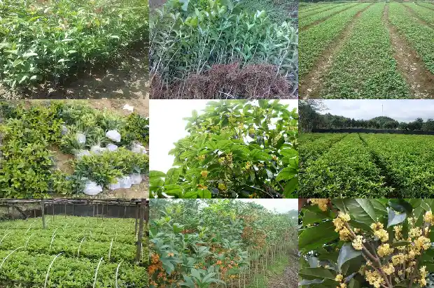 干桂花怎么泡酒才能泡出香味儿1689576859247