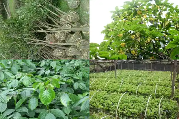 桂花树化石值多少钱一棵1683594801301