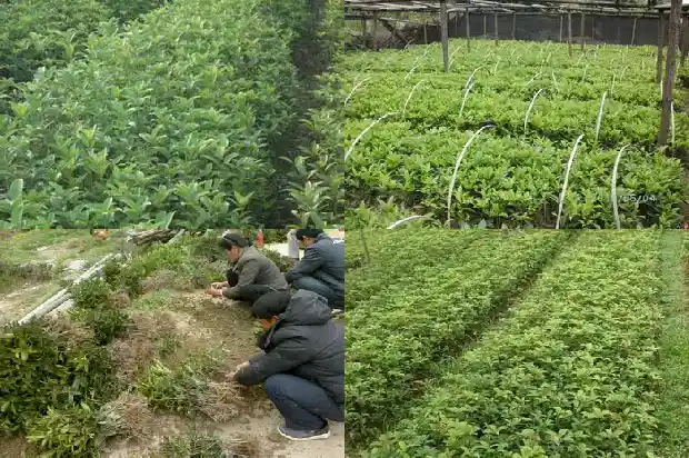 桂花树化石值多少钱一棵1683594801349