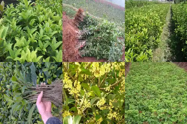 桂花树化石值多少钱一斤1683594825750