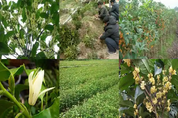 桂花树化石值多少钱一斤1683594825894