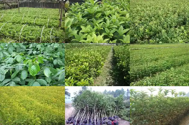 桂花木头怎么样保养1683594854978