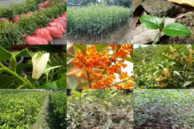 桂花木头怎么样保养1683594855026