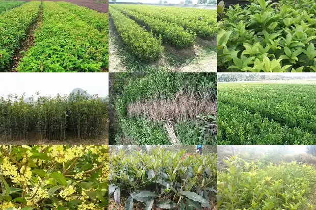 桂花木头能干什么1683594867056