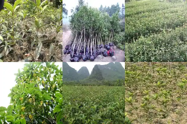 桂花木质怎么样养护1683594876930
