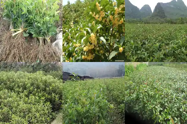 桂花树多少钱一棵11689640460809