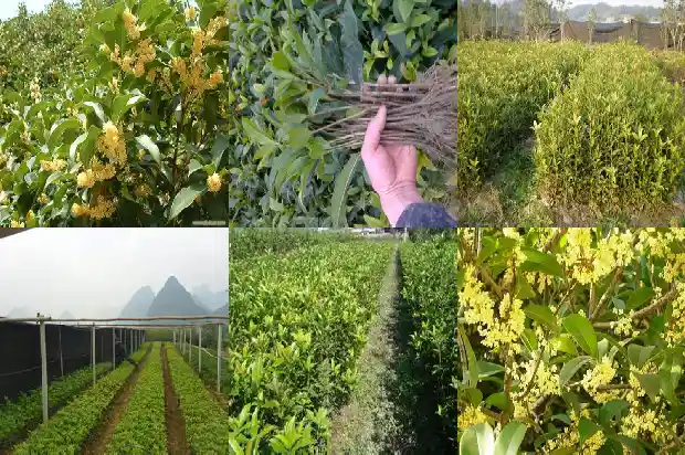 桂花木质怎么样养护1683594877026