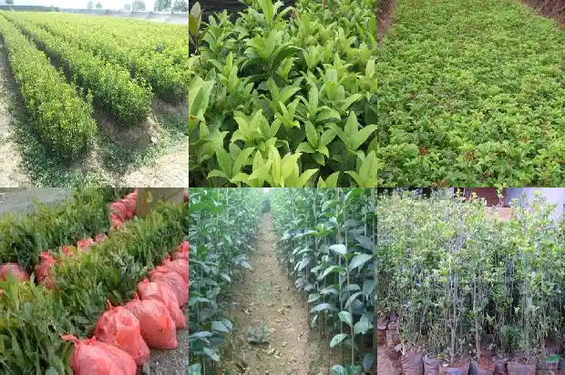 桂花生理特征1683594884846