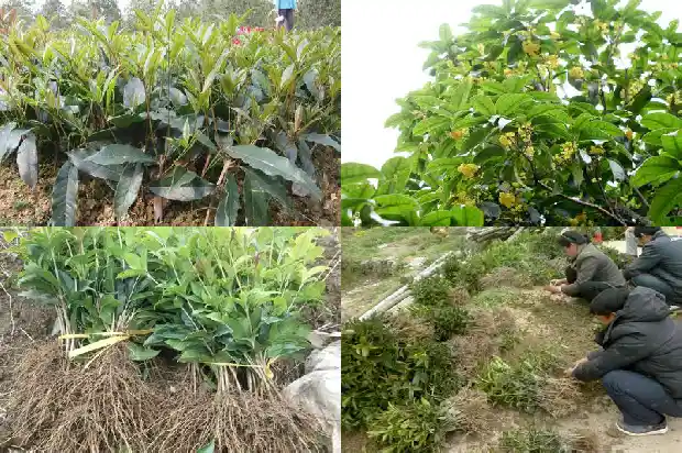 桂花树木质硬吗1683594902654